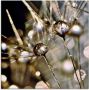 Artland Print op glas Pluizenbol met waterdruppels - Thumbnail 1