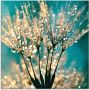 Artland Print op glas Pluizenbol pluimen abstract - Thumbnail 1