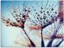 Artland Print op glas Pluizenbol regen abstract - Thumbnail 1