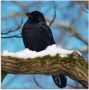 Artland Print op glas Raaf in de winter in verschillende maten - Thumbnail 1