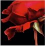 Artland Print op glas Rode roos in verschillende maten - Thumbnail 1