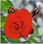 Artland Print op glas Rode roos met knoppen in verschillende maten - Thumbnail 1