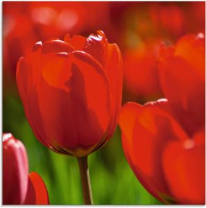 Artland Print op glas Rode tulpen in de zon in verschillende maten