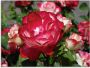 Artland Print op glas Rood witte roos in verschillende maten - Thumbnail 1