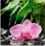 Artland Print op glas Roze orchidee op zwarte zen stenen - Thumbnail 1