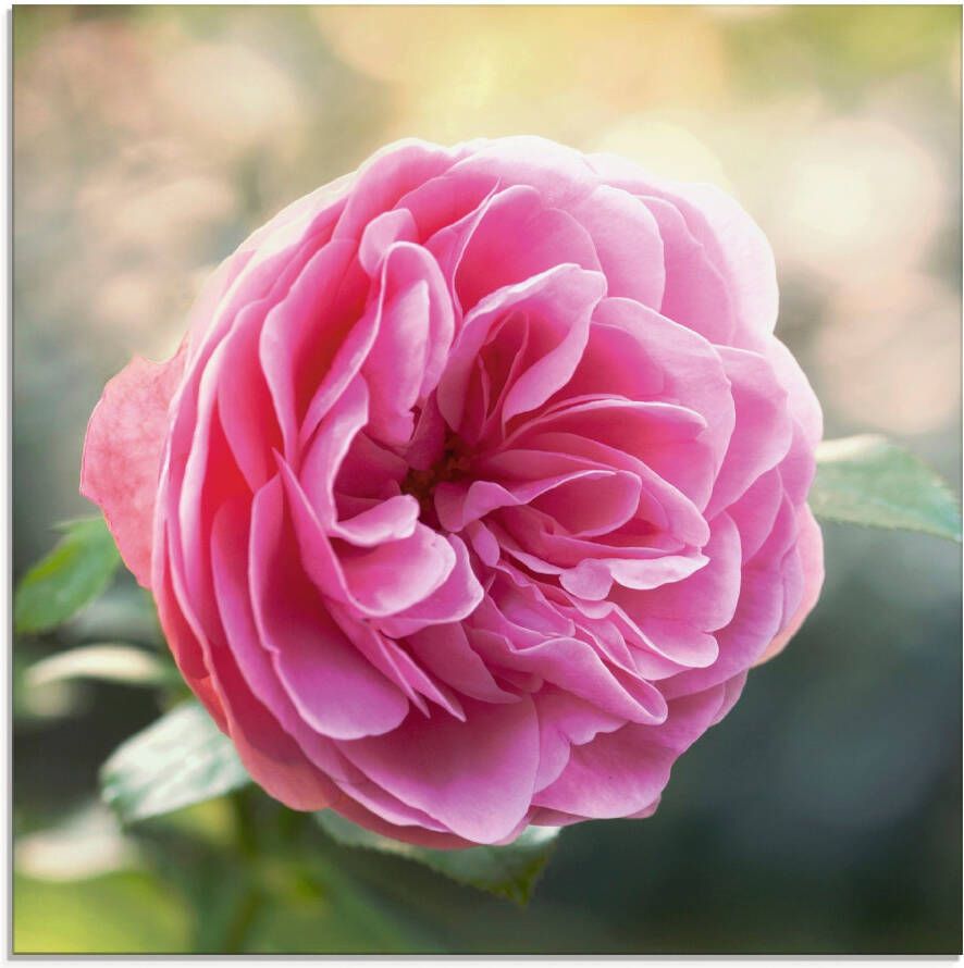 Artland Print op glas Roze roos in tegenlicht - Foto 1