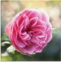 Artland Print op glas Roze roos in tegenlicht - Thumbnail 1