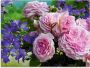 Artland Print op glas Rozen en blauwklokjes in verschillende maten - Thumbnail 1
