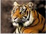 Artland Print op glas Tiger_sepia in verschillende maten - Thumbnail 1