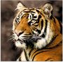 Artland Print op glas Tiger_sepia in verschillende maten - Thumbnail 1
