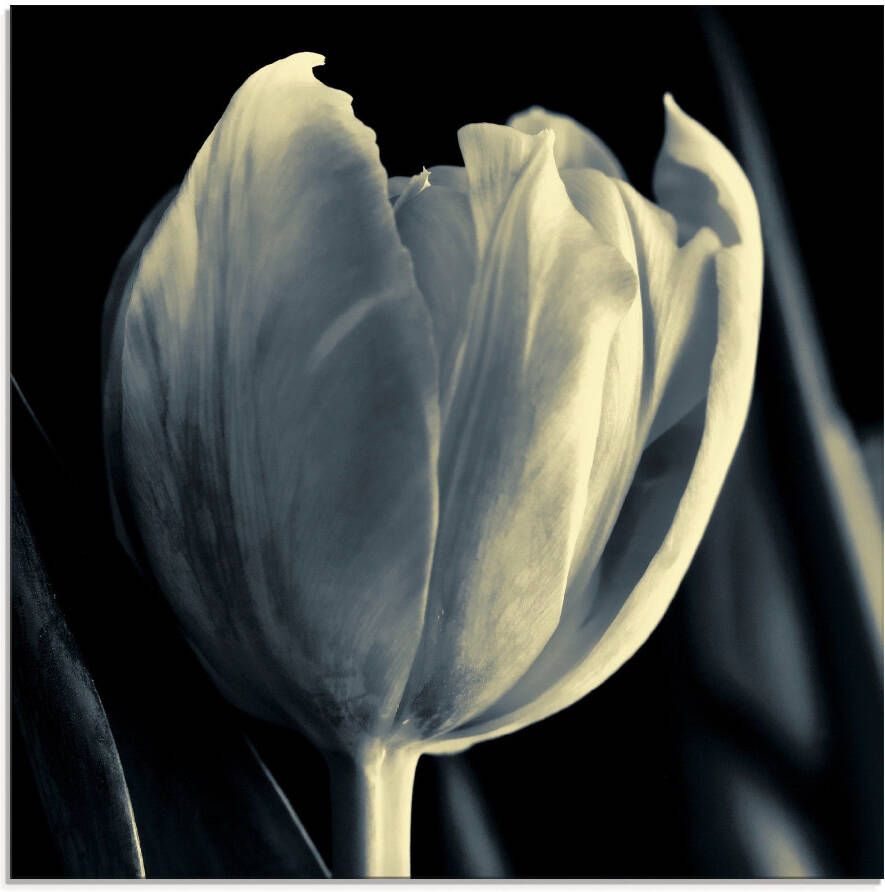 Artland Print op glas Tulp in verschillende maten