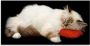Artland Print op glas Vermoeide kat in verschillende maten - Thumbnail 1
