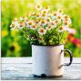 Artland Print op glas Lentetuin met echte kamille - Thumbnail 1