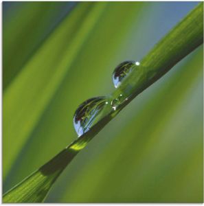Artland Print op glas Waterdruppels op grasspriet in verschillende maten