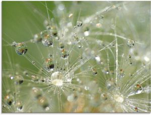 Artland Print op glas Waterdruppels pluizenbol in verschillende maten