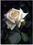 Artland Print op glas Wit-gele roos in verschillende maten - Thumbnail 1
