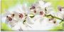 Artland Print op glas Witte orchidee in verschillende maten - Thumbnail 1