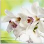 Artland Print op glas Witte orchidee in verschillende maten - Thumbnail 1