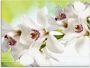 Artland Print op glas Witte orchidee in verschillende maten - Thumbnail 1