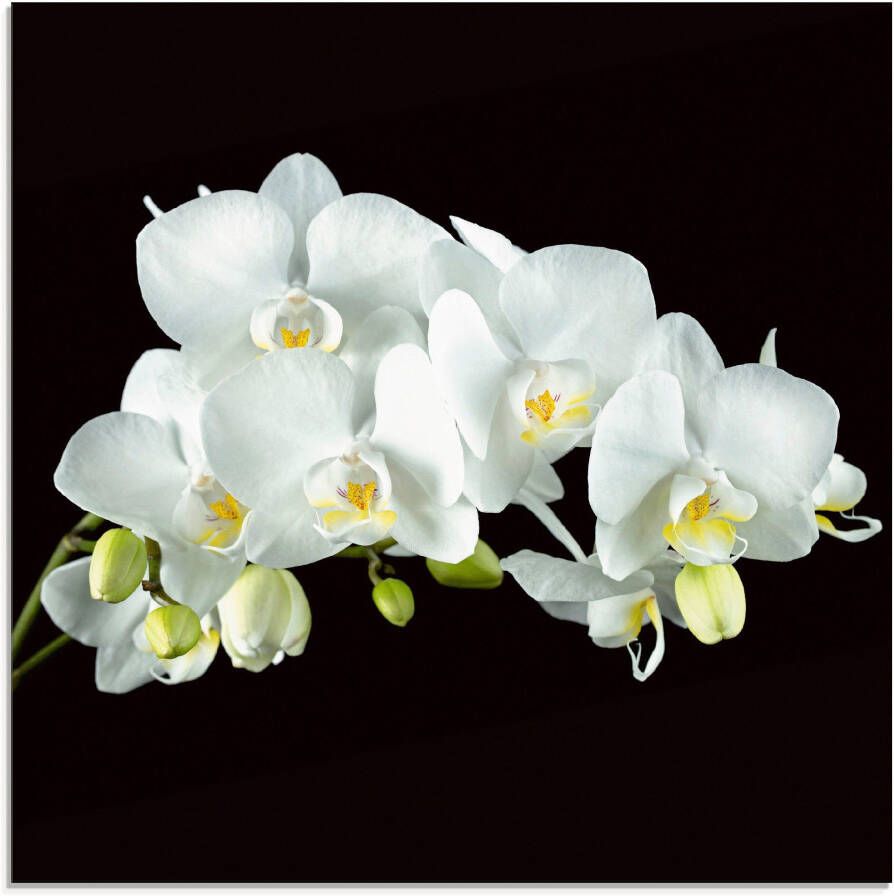 Artland Print op glas Witte orchidee op een zwarte achtergrond