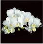 Artland Print op glas Witte orchidee op een zwarte achtergrond - Thumbnail 1