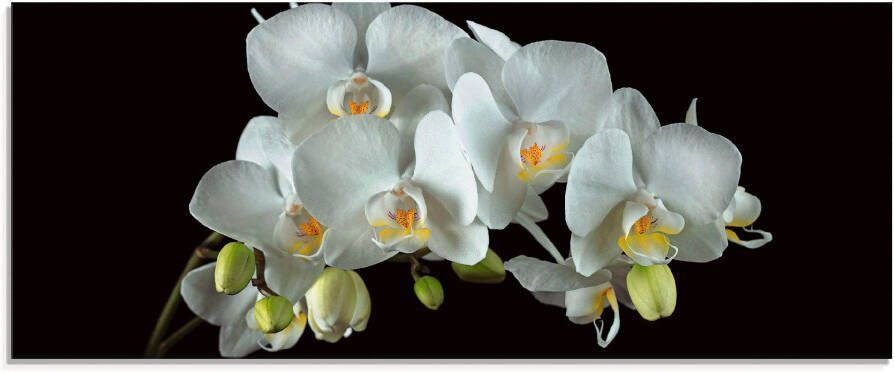 Artland Print op glas Witte orchidee op een zwarte achtergrond