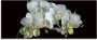 Artland Print op glas Witte orchidee op een zwarte achtergrond - Thumbnail 1