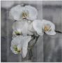 Artland Print op glas Witte orchideeën white orchidee - Thumbnail 1
