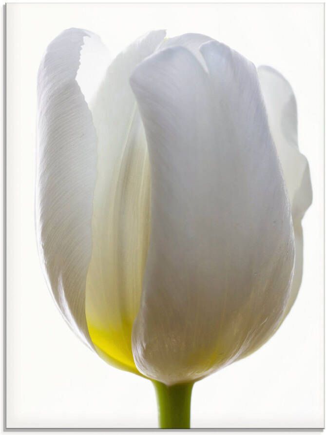Artland Print op glas Witte tulp in verschillende maten