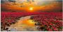 Artland Print op glas Zonneschijn bloeiende lotusbloem - Thumbnail 1