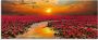 Artland Print op glas Zonneschijn bloeiende lotusbloem - Thumbnail 1