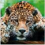 Artland Print op glas Zuid-Amerikaanse jaguar - Thumbnail 1