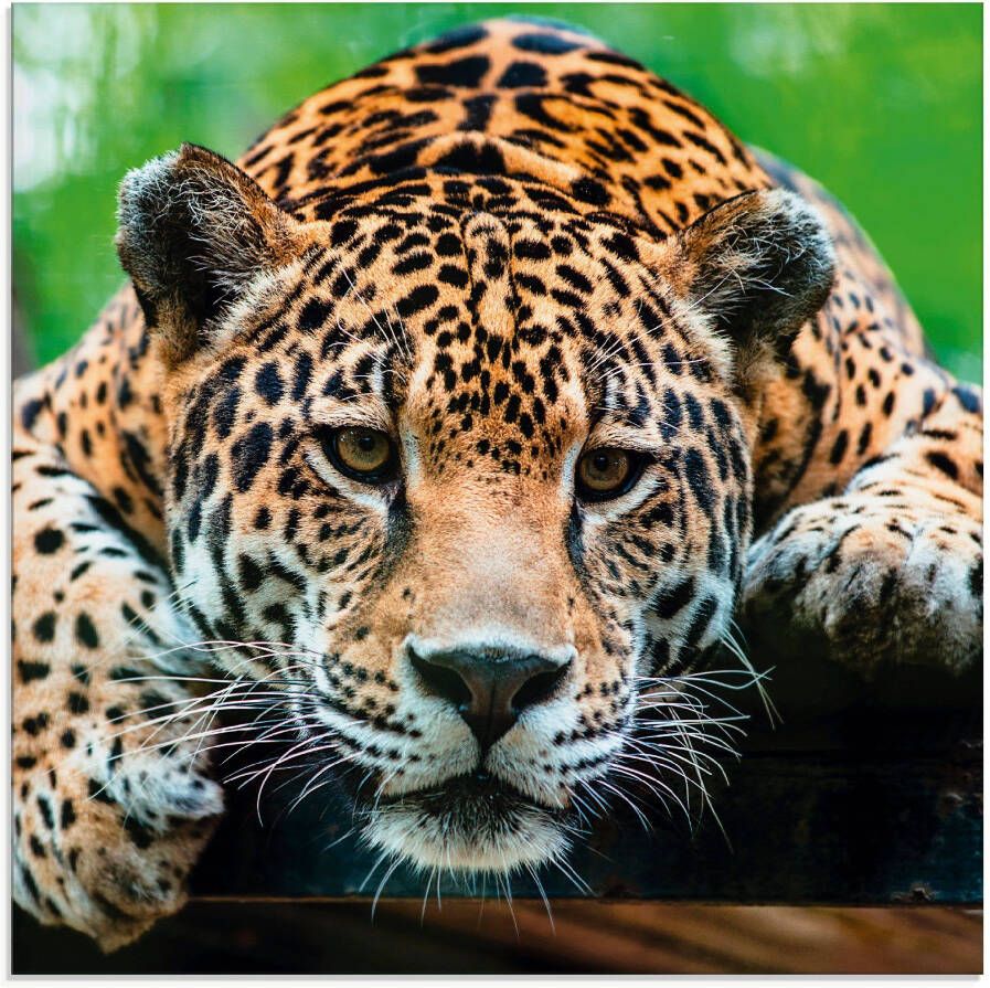 Artland Print op glas Zuid-Amerikaanse jaguar