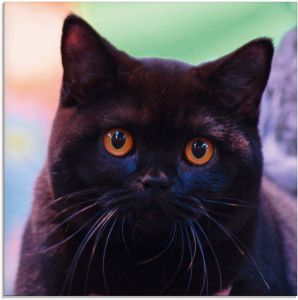 Artland Print op glas Zwarte Britse korthaar kat in verschillende maten