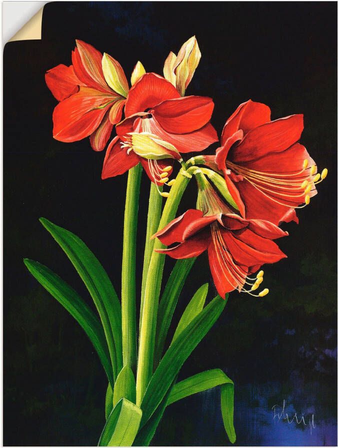 Artland Wandfolie Amaryllis zelfklevend