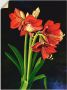 Artland Wandfolie Amaryllis zelfklevend - Thumbnail 1