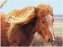 Artland Wandfolie IJslands paard - Thumbnail 1