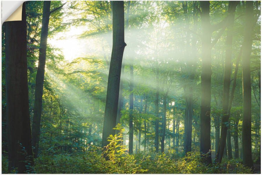 Artland Wandfolie Lichtbreking Licht in het bos