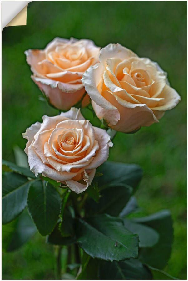 Artland Wandfolie Prachtige rozen