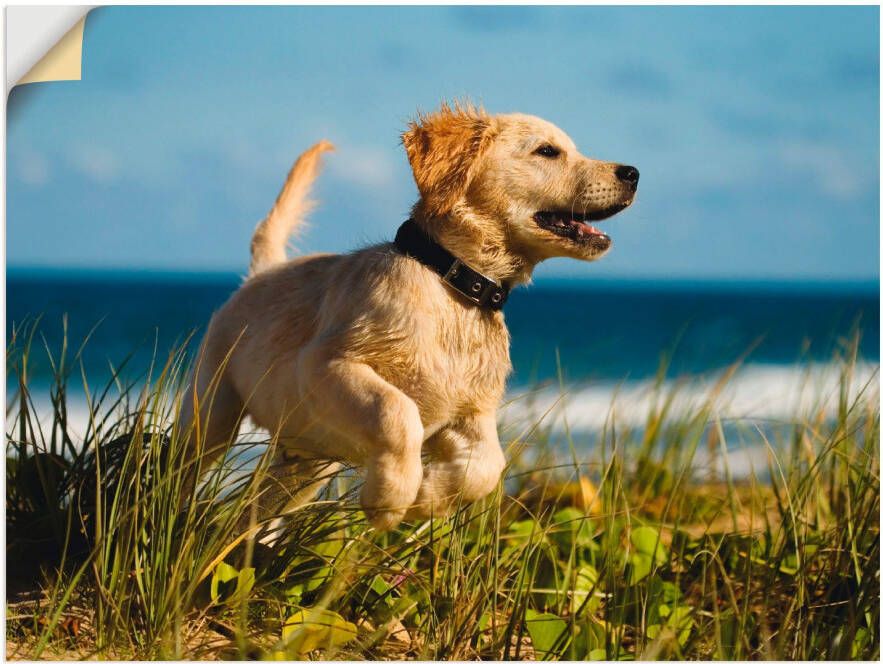 Artland Wandfolie Pup springt rond op het strand