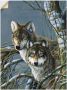 Artland Wandfolie Twee wolven - Thumbnail 1