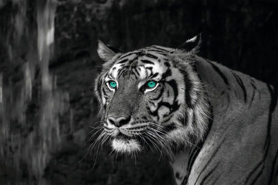 Bönninghoff Artprint op linnen Blue Eyed Tiger (1 stuk)