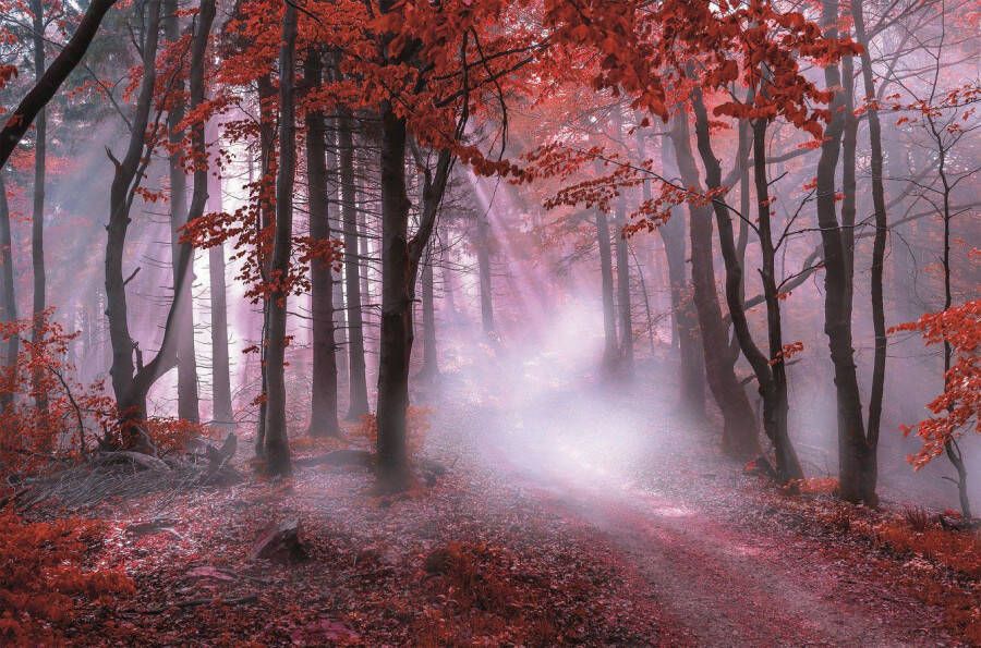 Bönninghoff Artprint op linnen Herfstbos in mist (1 stuk)