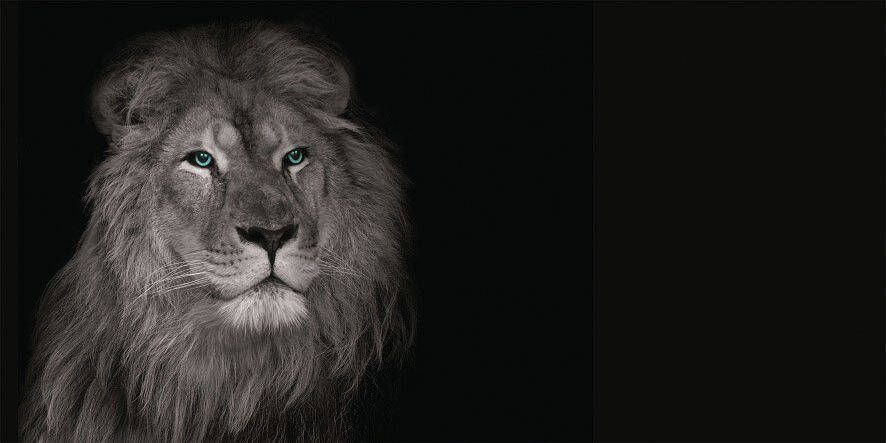 Bönninghoff Artprint op linnen Leeuw (1 stuk)