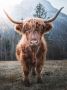 Bönninghoff Artprint op linnen Schotse hooglander (1 stuk) - Thumbnail 1
