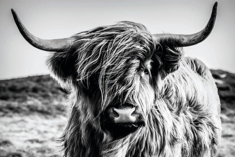 Bönninghoff Artprint op linnen Schotse hooglander (1 stuk)