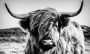 Bönninghoff Artprint op linnen Schotse hooglander (1 stuk) - Thumbnail 1