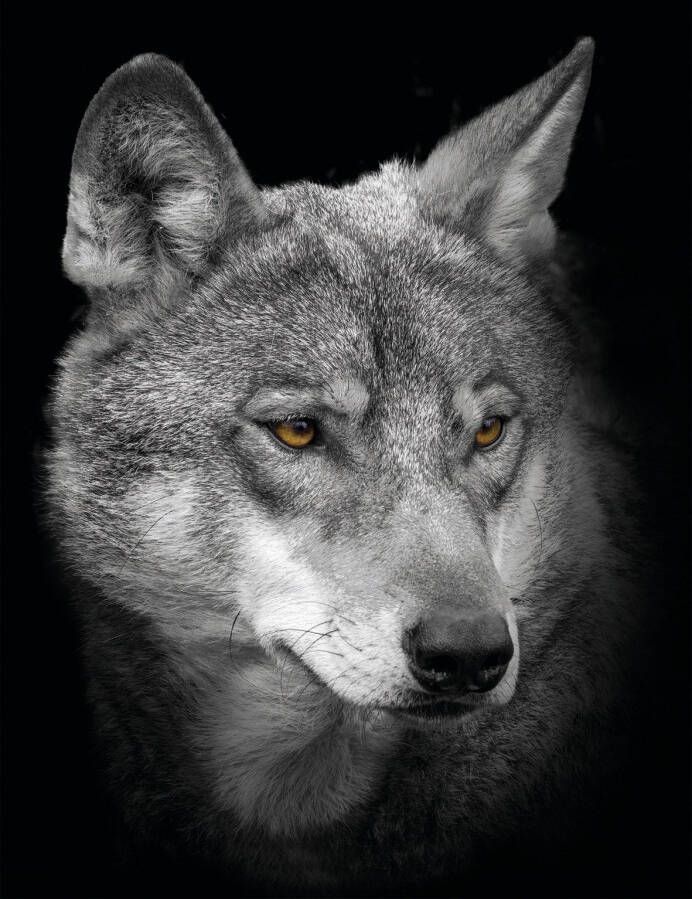 Bönninghoff Artprint op linnen Wolf (1 stuk)