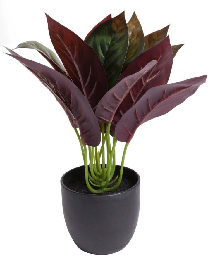 Botanic-Haus Kunst-potplanten Calathea (1 stuk)