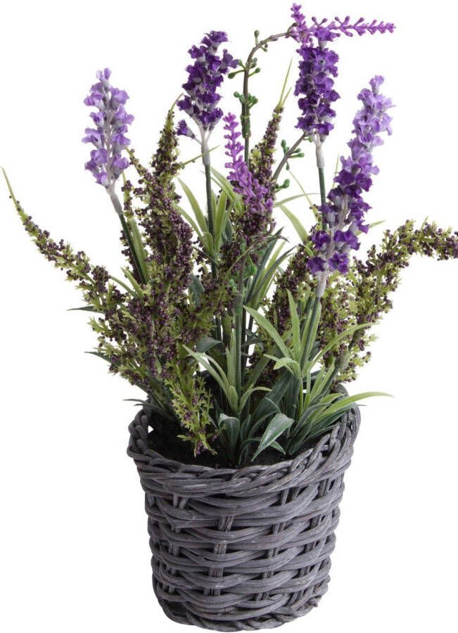 Botanic-Haus Kunst-potplanten Lavendel erica arrangement in mand (1 stuk)